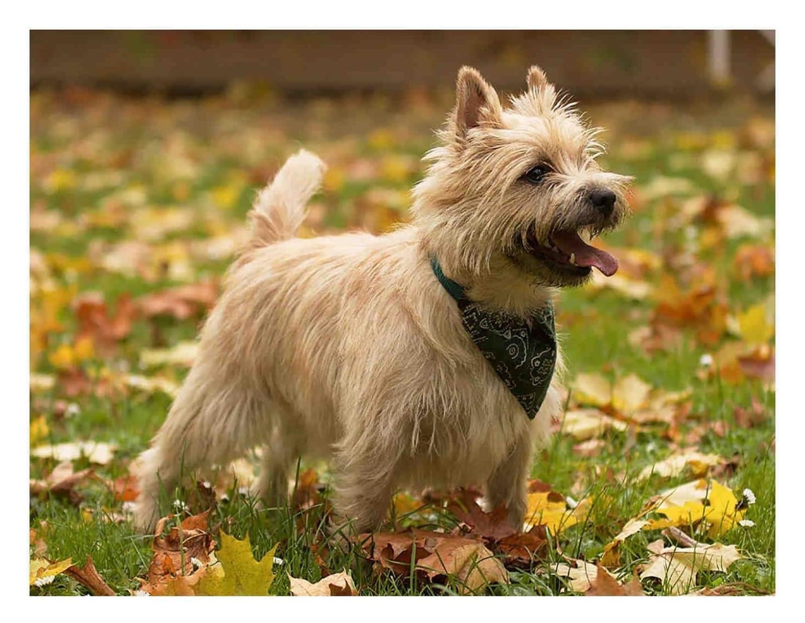 Nprzm H222 Diy Round Diamond Art Painting Cairn Terrier Dog Full Crystal Craft Kit For Adults By Number Painting Wall Decor Home Gifts 30X40cm