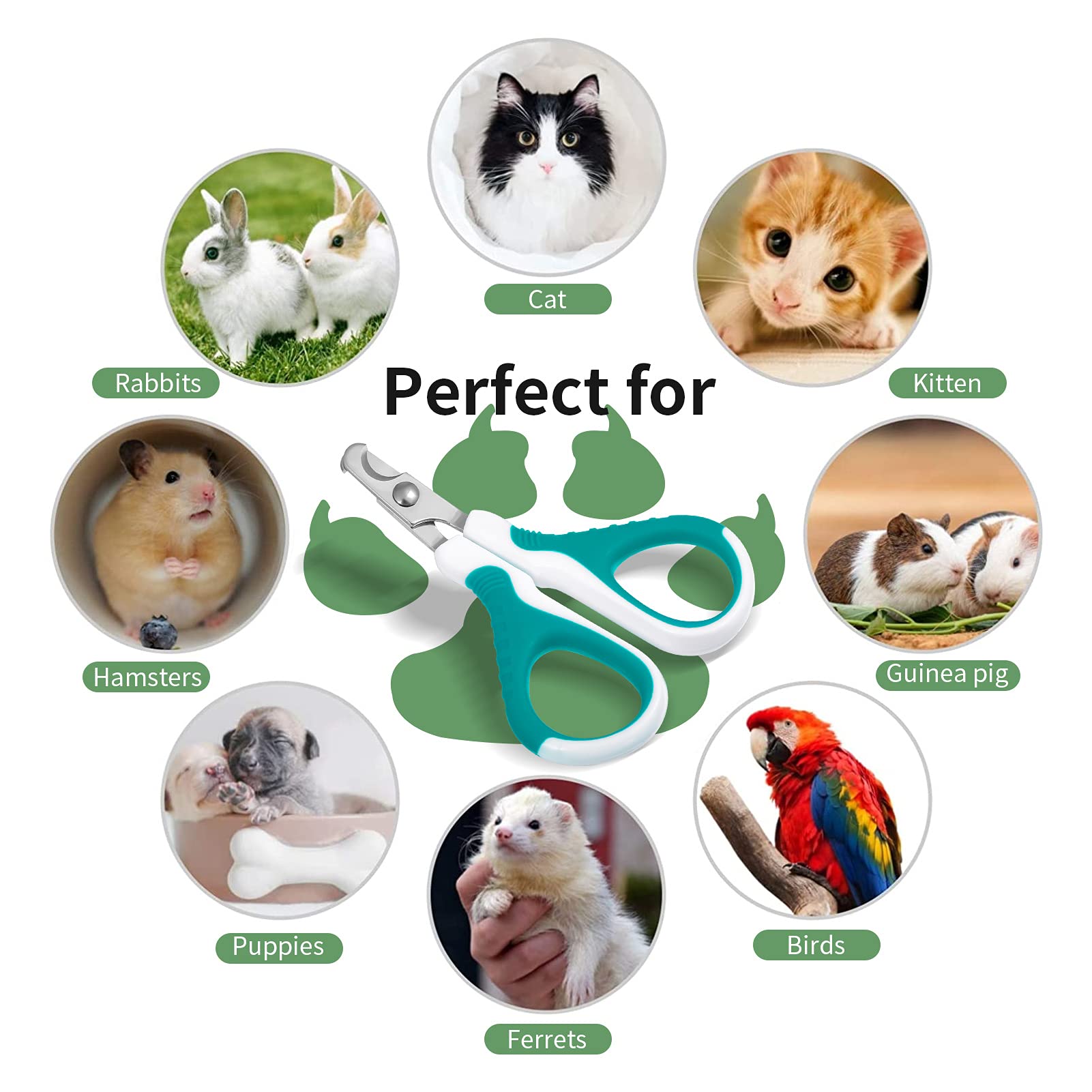 SUSSURRO Coupe Griffes Chat Professionnels, Coupe Ongle Animaux de Compagnie pour Chiots, Chatons, Cochons d'Inde, Oiseaux, Hamsters et Lapins, Ciseaux à Ongles Courbe en Acier Inoxydable