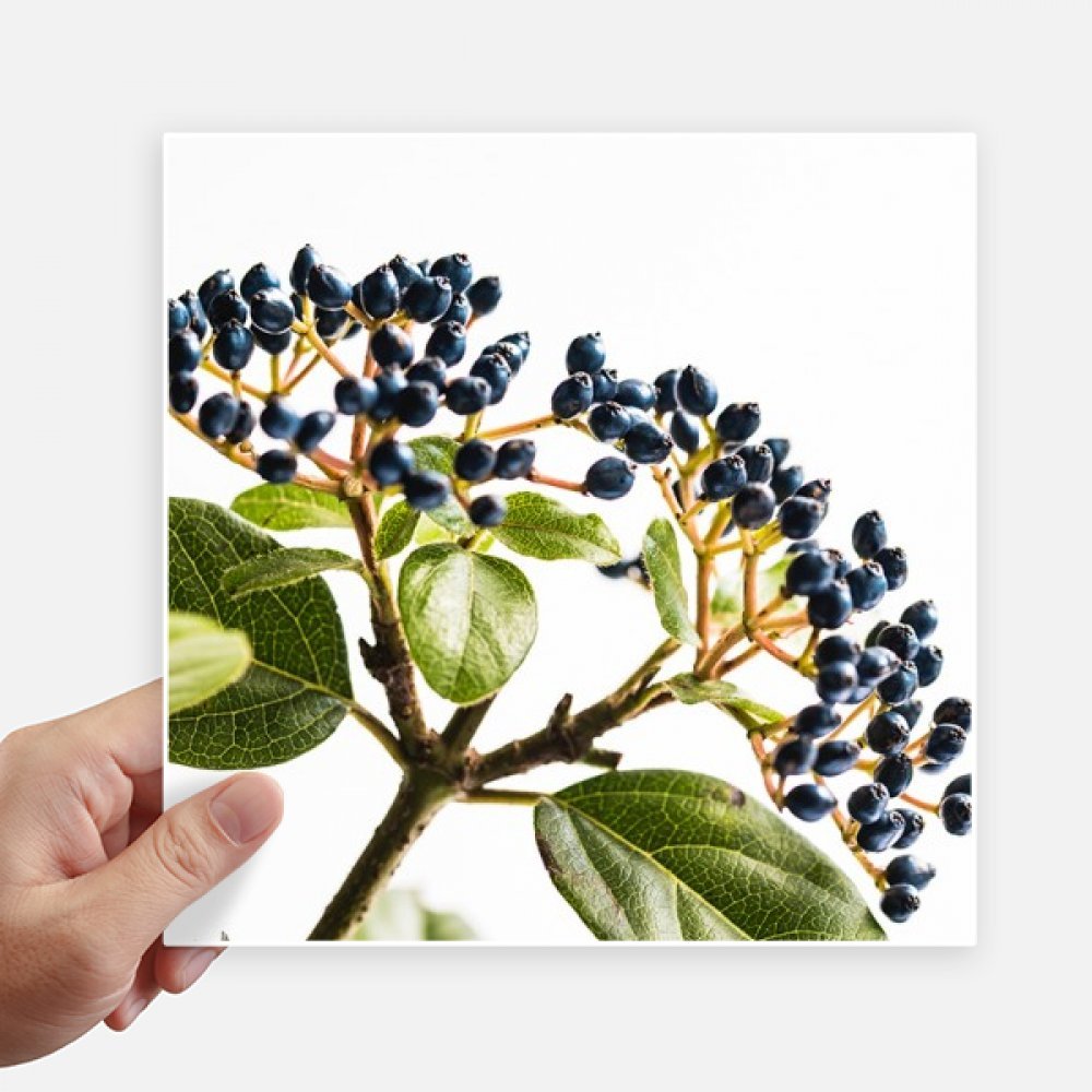 Autocollant feuille plante blanc 20cm pour masquer les rayures de valise