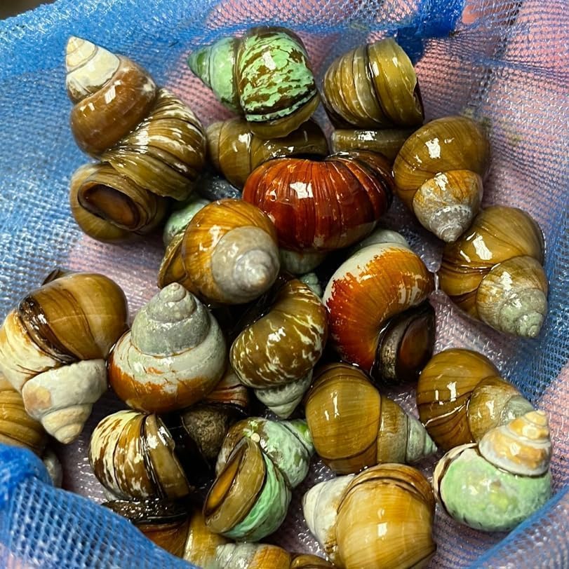 20 Live Trapdoor Snails for Freshwater Aquariums and Ponds Help Water Cleaner