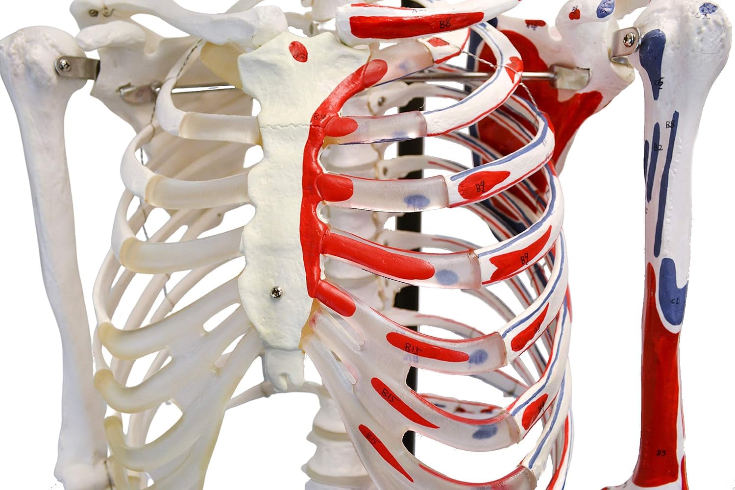 Anatomiczny model szkieletu naturalnej wielkości 180 cm z malowanymi detalami i stojakiem do zawieszania 1 szt