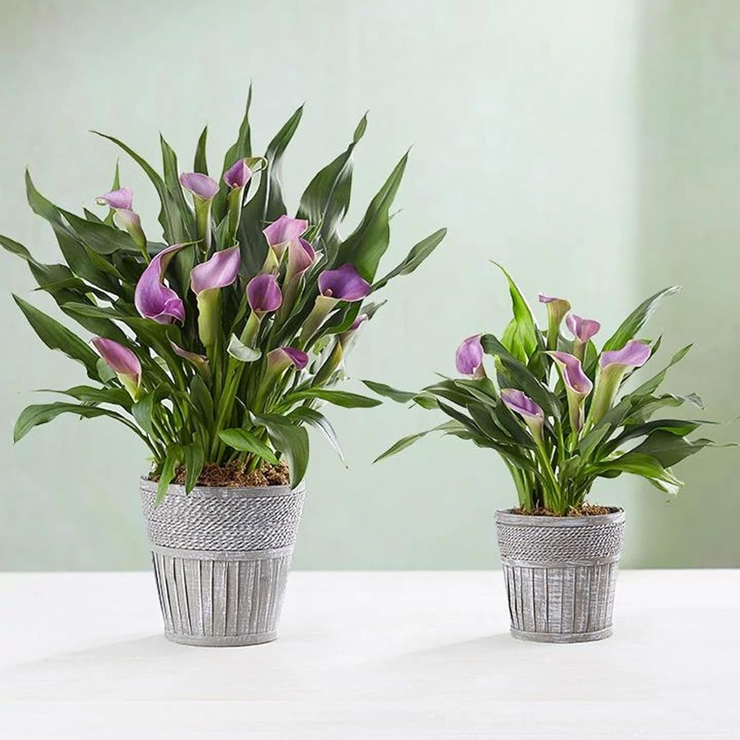 1800 Flowers - Elegant Calla Lily Purple Large | Potted Lilies for Delivery | Ideal for Mother's Day Gatherings, DIY, Spring Decor, Centerpieces, Weddings & Parties