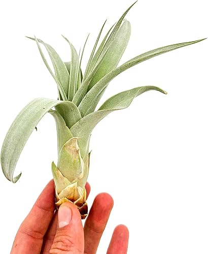 Miniatura 8 de Planta de aire vivo  Tillandsia Xerographica Pup, regular 2-4 pulgadas  1 unidad  Ideal para regalos y regalos, plantas de interior vivas y plantas