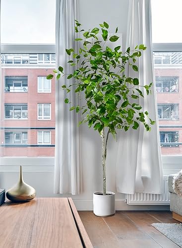 Miniatura 2 de Serene Spaces Living Árbol de ficus artificial en maceta negra clásica, planta de piso de seda en maceta para el hogar, follaje decorativo para