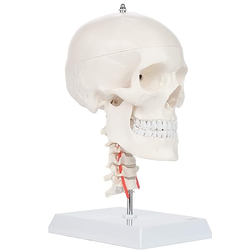 Miniatura 7 de Axis Scientific Modelo de calavera humana de 3 partes con cuello flexible | Cráneo de plástico realista de tamaño real en una columna cervical