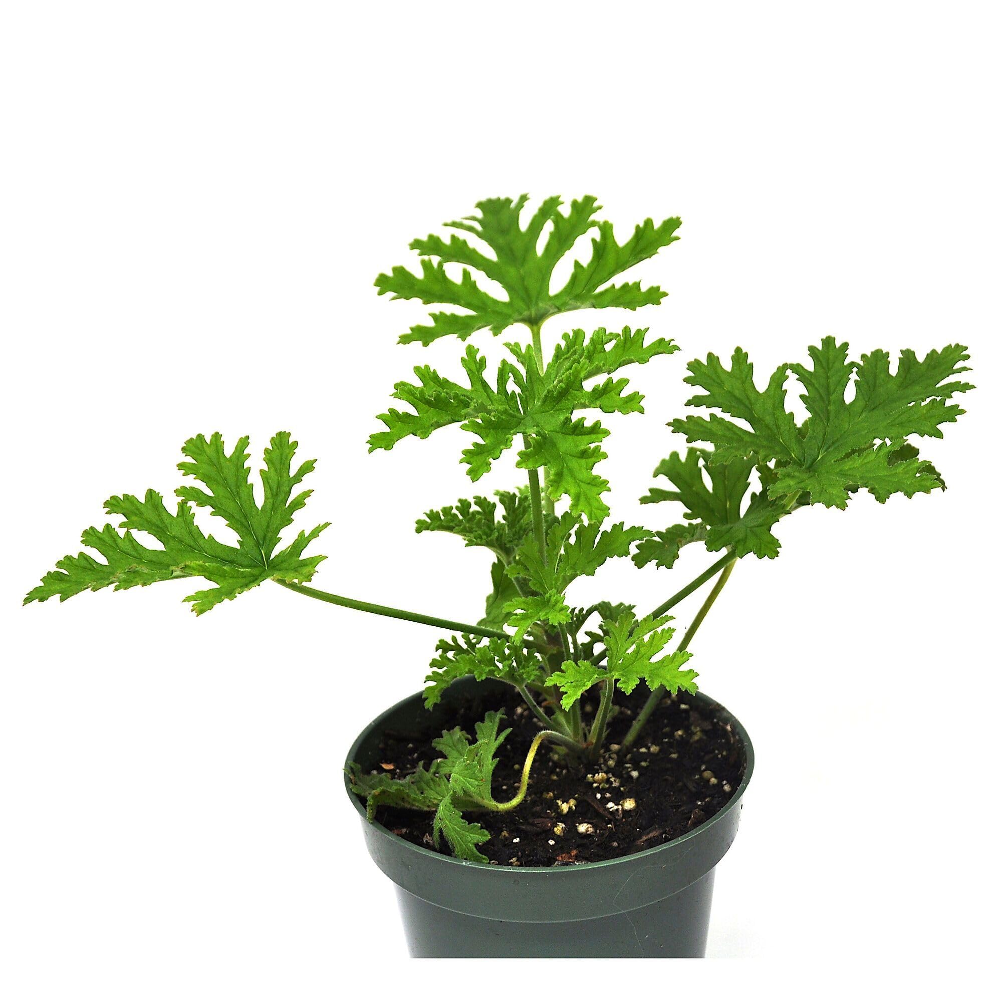 Pelargonium citrosum Citronella Geranium Plant