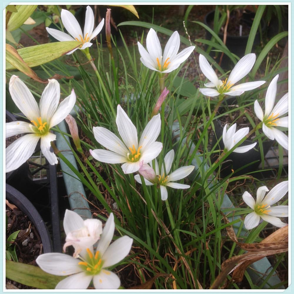 Strukturbildende-Insektenfreundliche- Langlebige-Verträgliche, frosthart(Zephyranthes)-15 Zephyranthes Rhizom