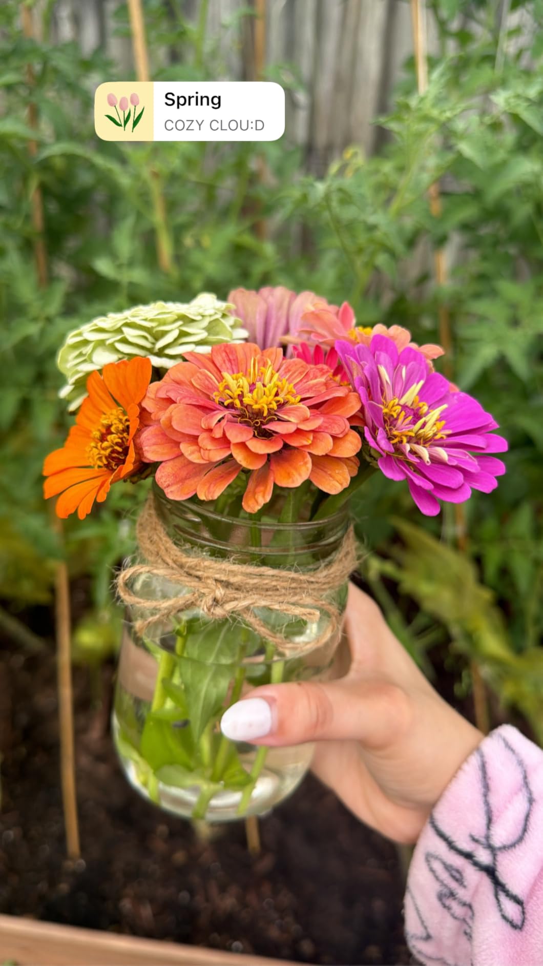 Dahlia Zinnia Seeds