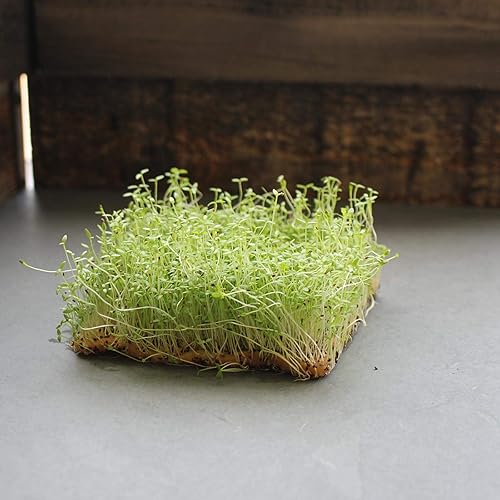 Miniatura 4 de Utah 52-70 Semillas de apio  1 onza  Sin OMG, horticultura heredera, microgreens por Mountain Valley Seeds