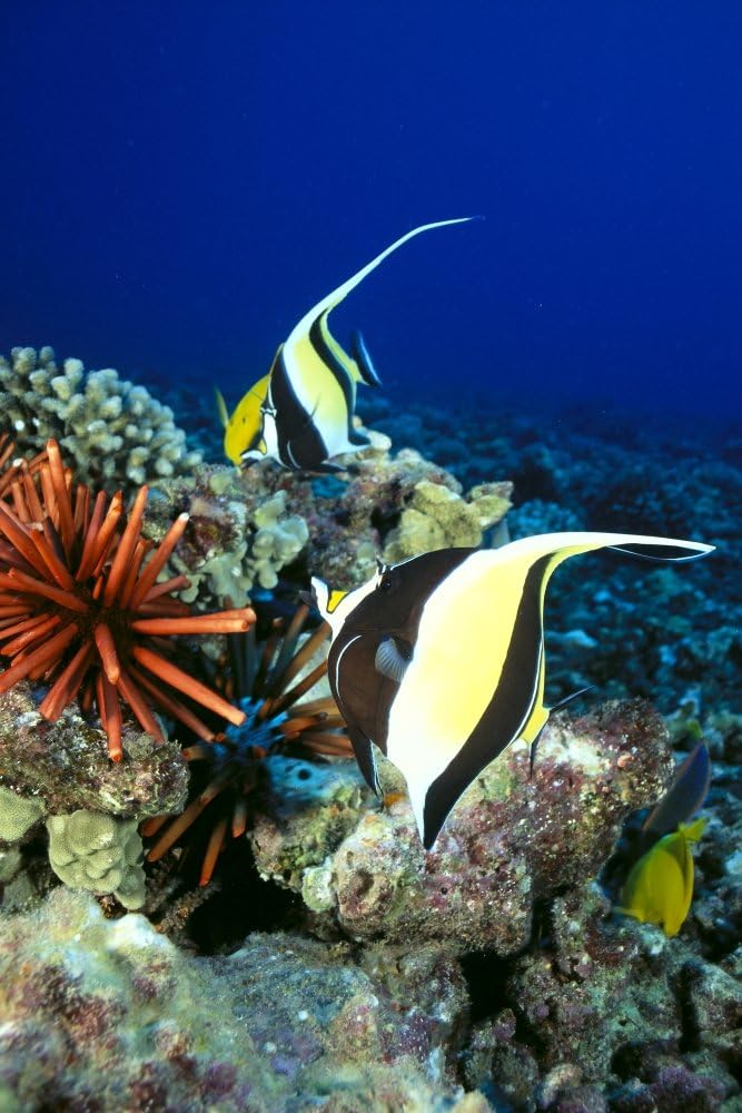 Posterazzi Hawaiian Scene Moorish Idol Slate Pencil Sea Urchin And Reef Fish C1959 Poster Print, (12 x 19)