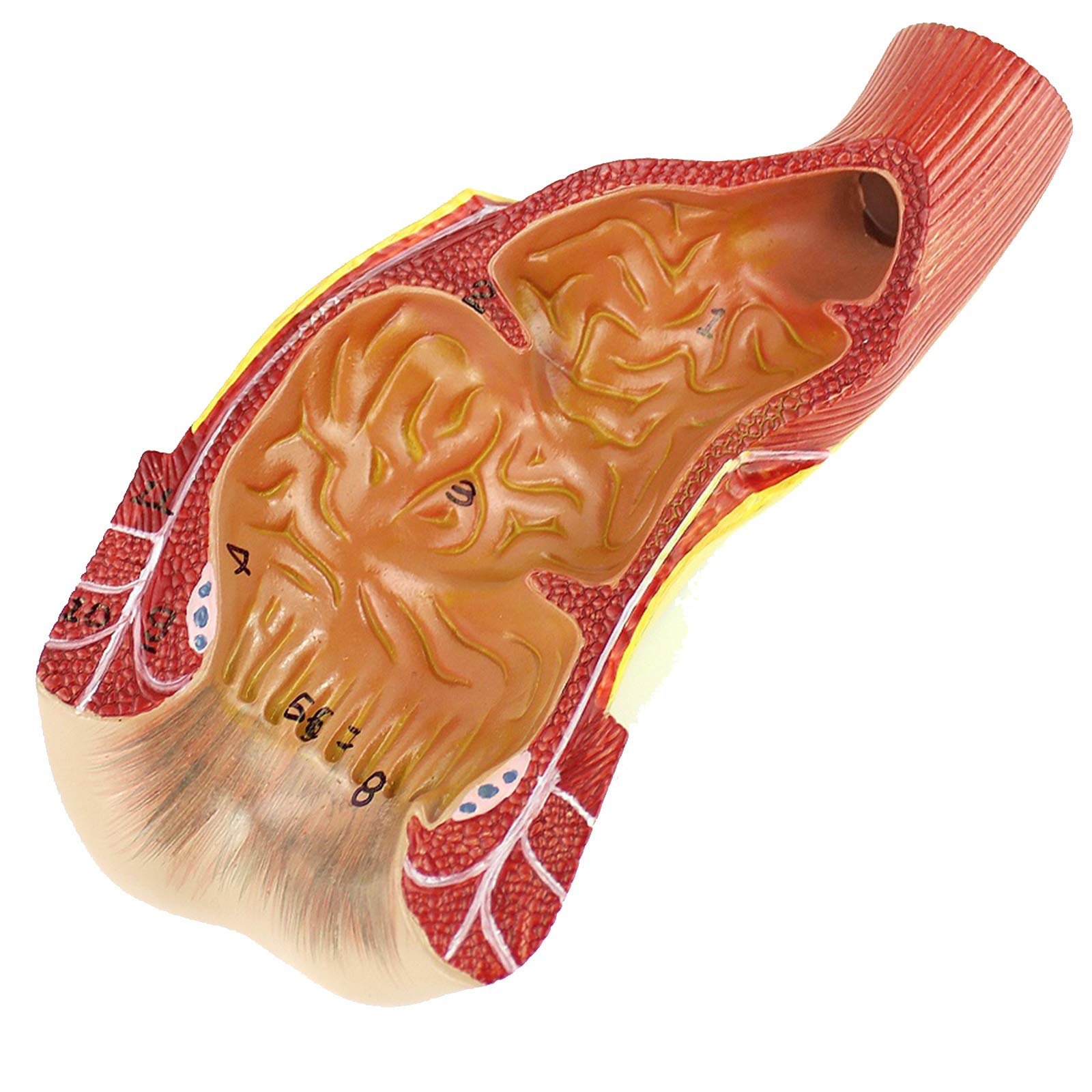Modele dydaktyczne z zakresu biologii, Medyczny anatomiczny model narządu odbytnicy, materiał PVC, chirurgia anorektalna, szkolenie specjalistyczne z chirurgii ogólnej