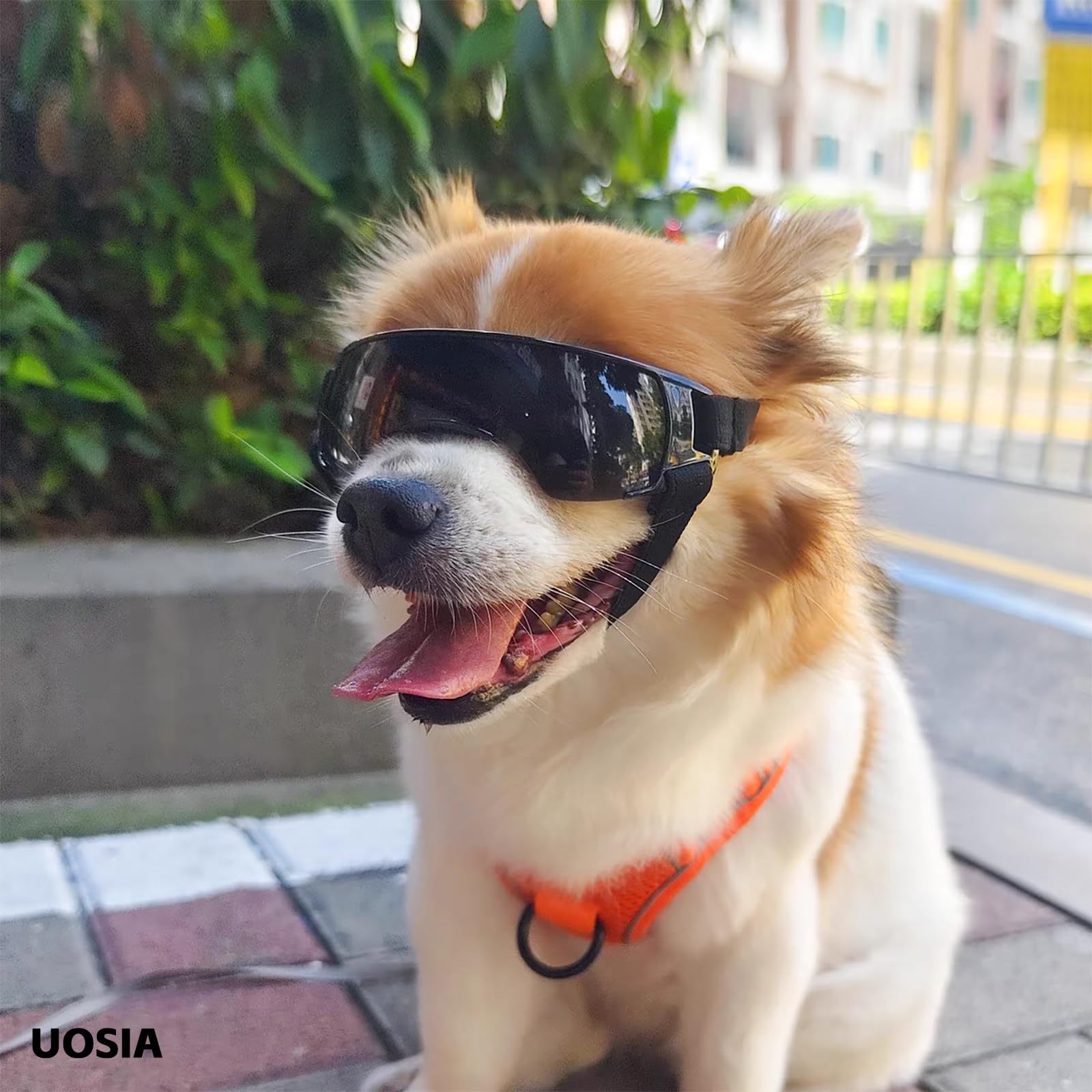 Ensemble de Lunettes et Casque pour Petit Chien, Lunettes d'extérieur pour Animaux de Compagnie, Casque de Moto avec Trous d'oreille, Chapeau pour Chat