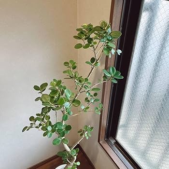 Amazon.co.jp: パンダガジュマル 曲がり 7号鉢 品種レア 大型大株