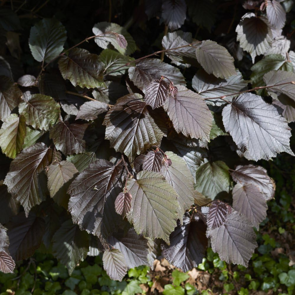 Corylus Maxima 'Purpurea' - Purple Filbert Hazelnut Shrub | Hardy Deciduous with Edible Nuts | Vibrant Purple Foliage & Golden Catkins | - 1x 3 Litre Potted Plant by Thompson & Morgan