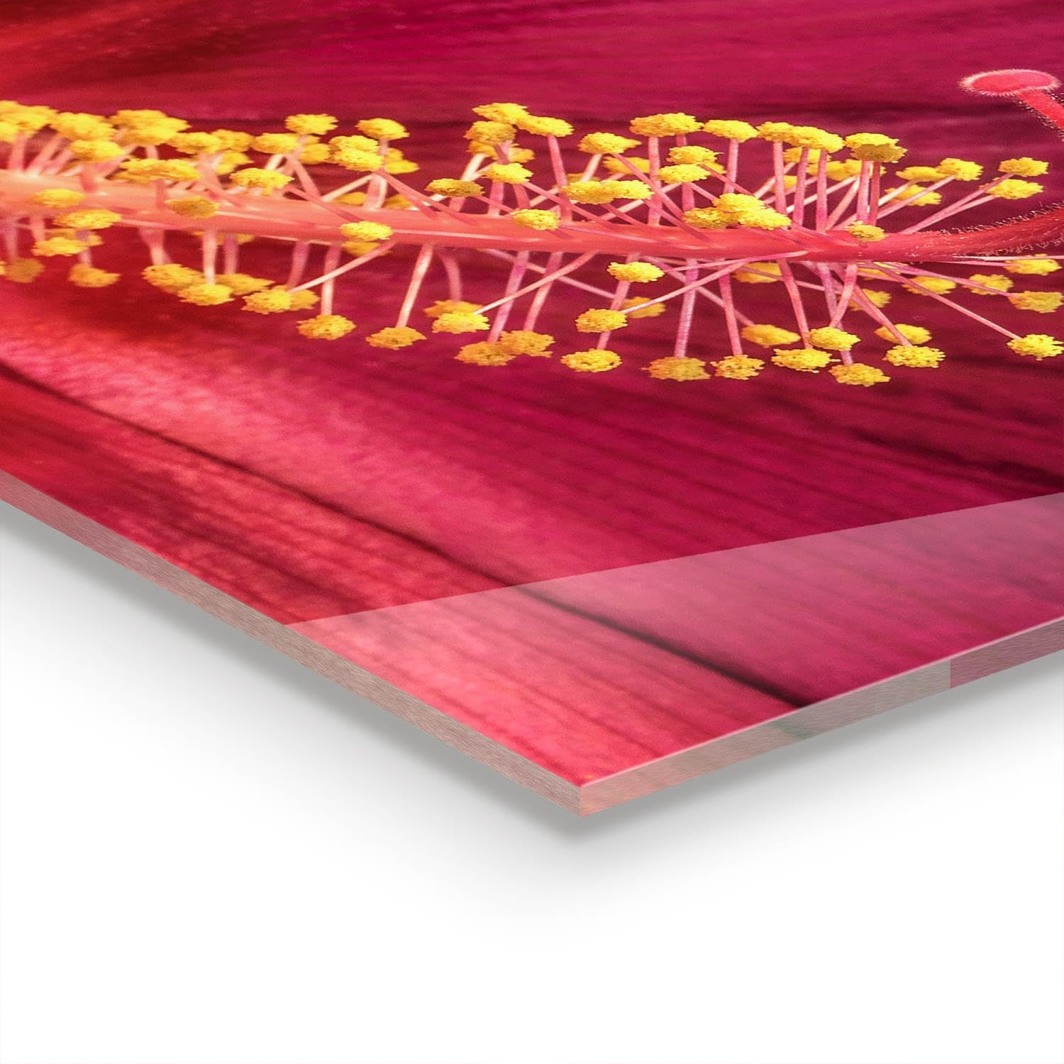 Wallfluent 100x50 cm Pannello Cucina Decorazione Murale - Ibisco Rosa