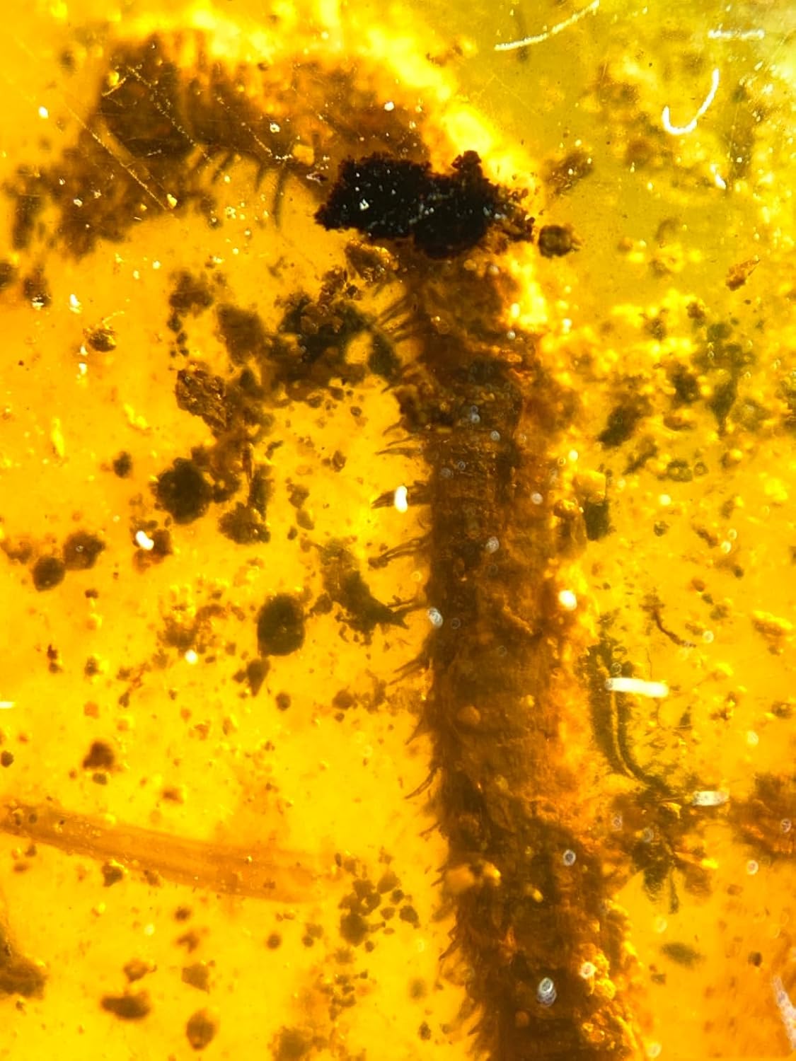 Burmese burmite Cretaceous Millipede Insect Fossil Amber Myanmar