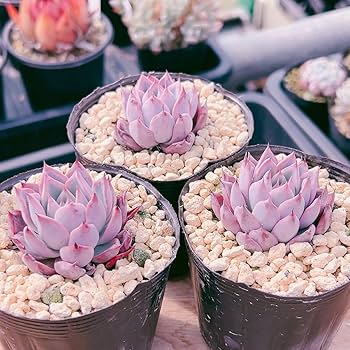 Amazon.co.jp: D！（1苗の）多肉植物 ブラックスワン 韓国苗 美苗 農園