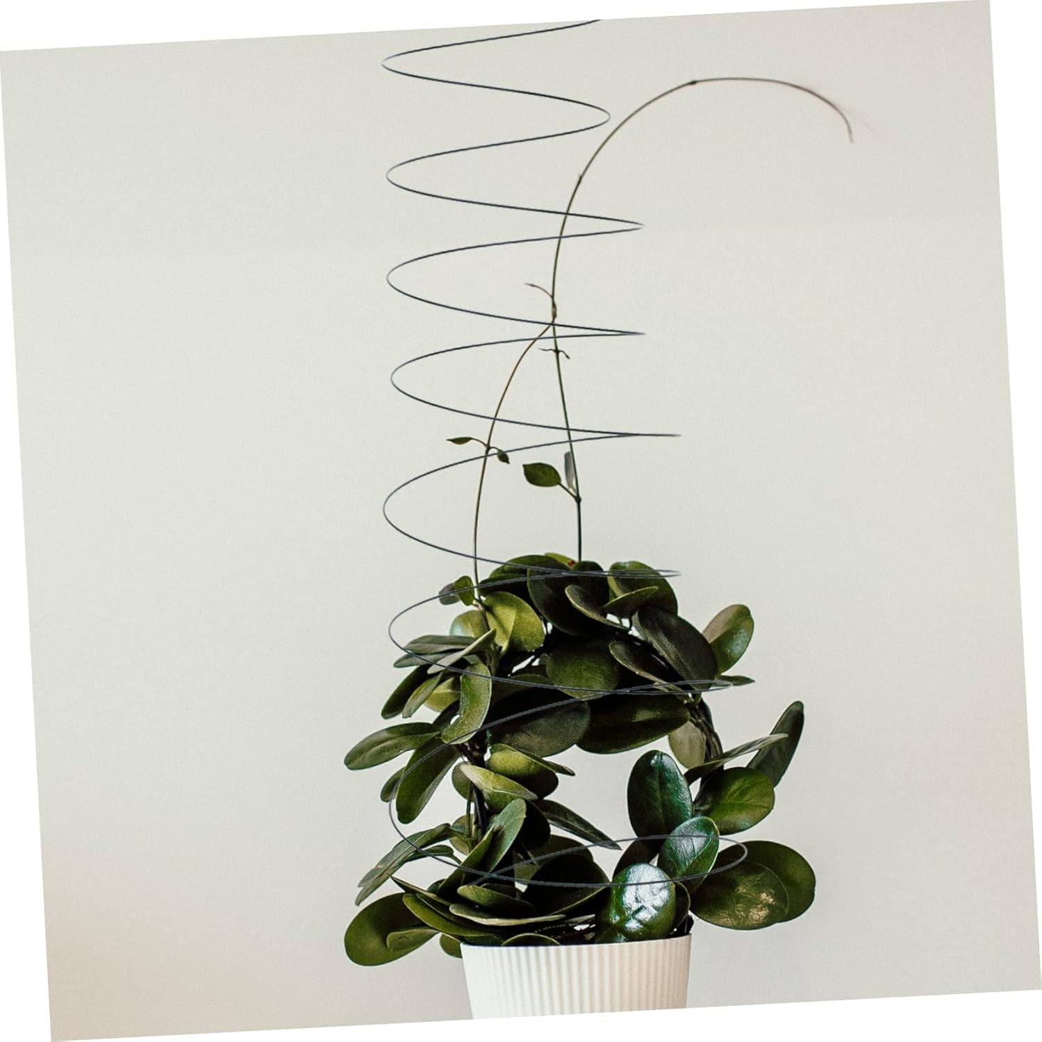 2pcs Spiral Plant Support Cage for Tomatoes Plant Display Rack for Climbing Vegetables and Flowers Sturdy Garden Support for Peas and Vines