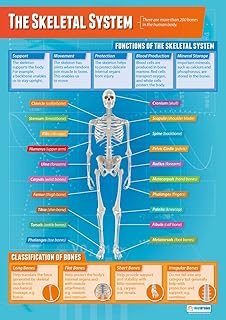 The Skeletal System | PE Posters | Laminated Gloss Paper measuring 850mm x 594mm (A1) | Physical Education Charts for the Classroom | Education Charts by Daydream Education