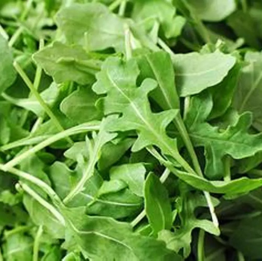 Arugula Slow Bolt 1000 Seeds (Eruca Sativa) Heirloom - Open Pollinated