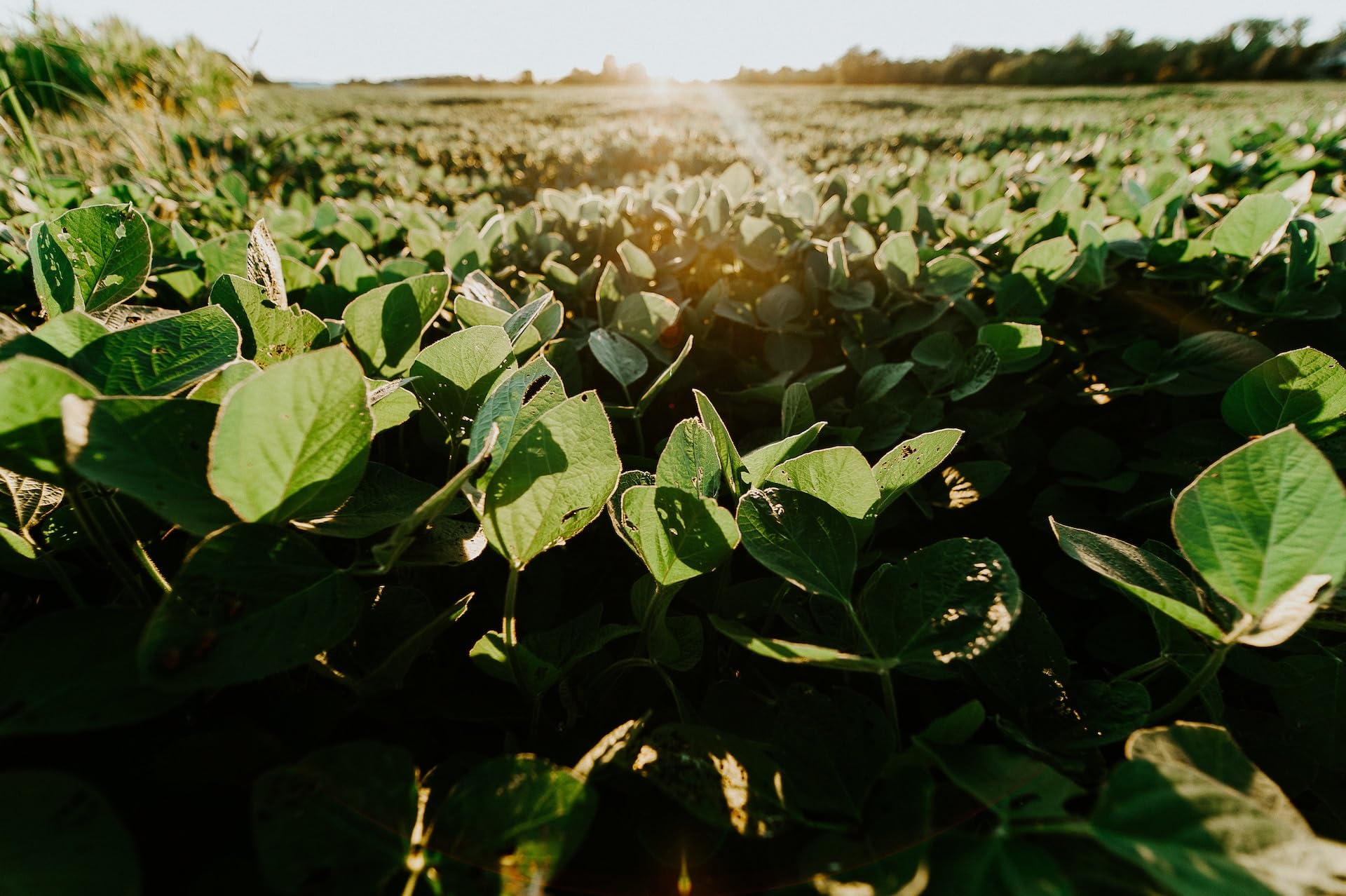 Kamelur 2,5kg BIO Sojabohnen aus EU-Landwirtschaft - Soja Bohnen BIO ohne jegliche Zusätze