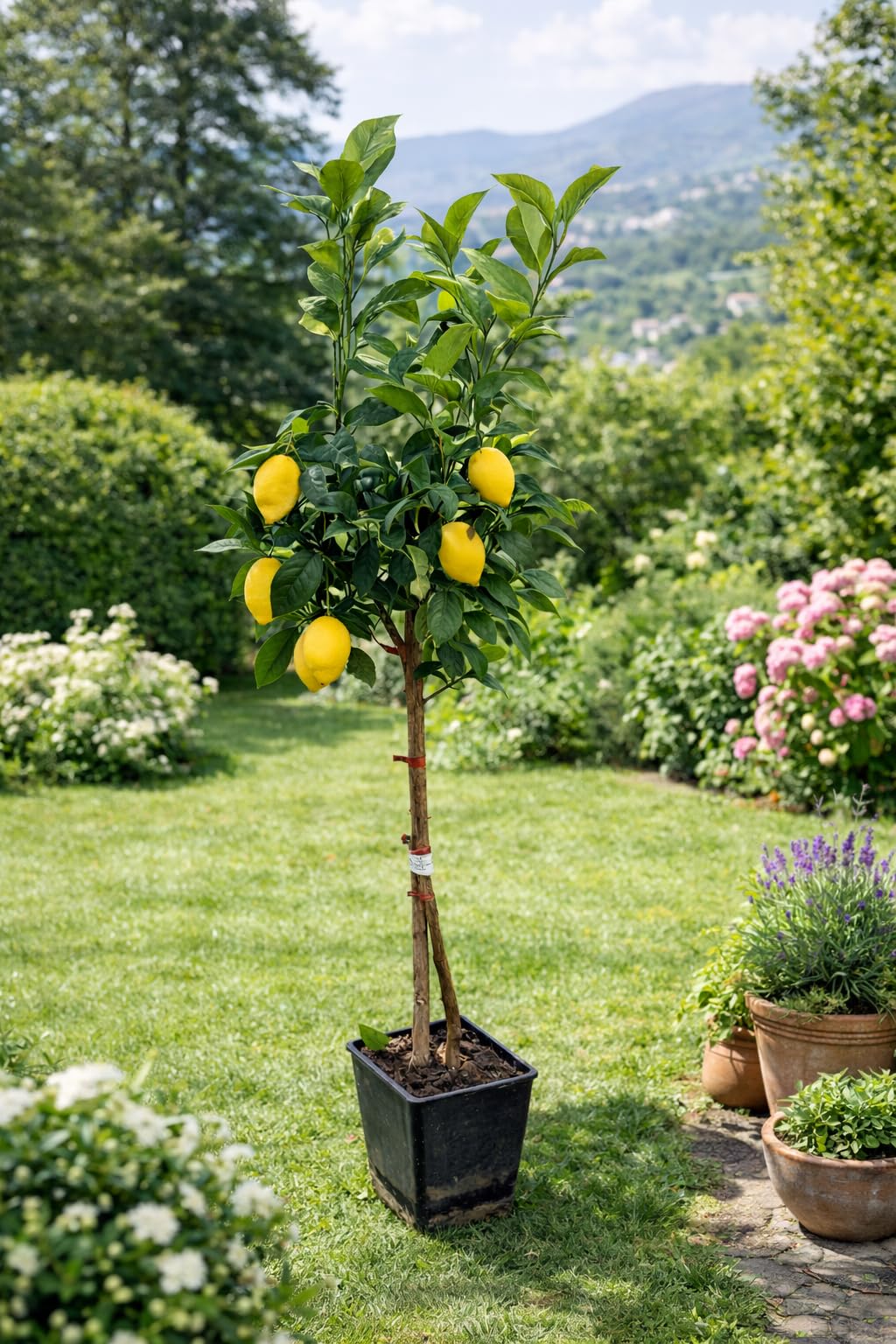 Amalfitano Zitronenbaum 120–140 cm – Echter Citrus Limon im Topf, mediterraner Zitronenbaum für Balkon & Terrasse, winterhart bedingt, duftende Blüten, essbare Früchte