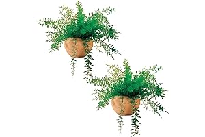 Mysterious Air Fern, Set of 2 – Water & Soil Free House...