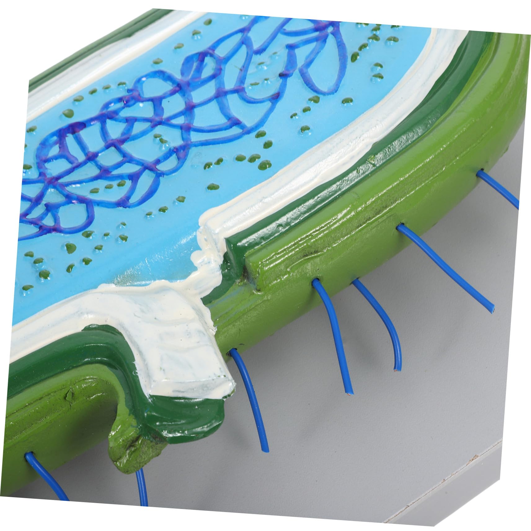 Zellkernmodell als Vergrößertes Kunststoff Demonstrationsmodell für Schüler | Detaillierte Organellen, Interaktiv für Biologieunterricht, Naturwissenschaftliche Demonstrationen, Lernumgebung