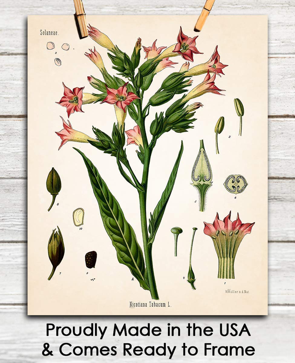 tobacco plant bed canvas Tabac Tobacco-plant (nicotiana Tabacum) Art Print by Mary Evans Picture Library Tobacco-leaf Fabric, Wallpaper and Home