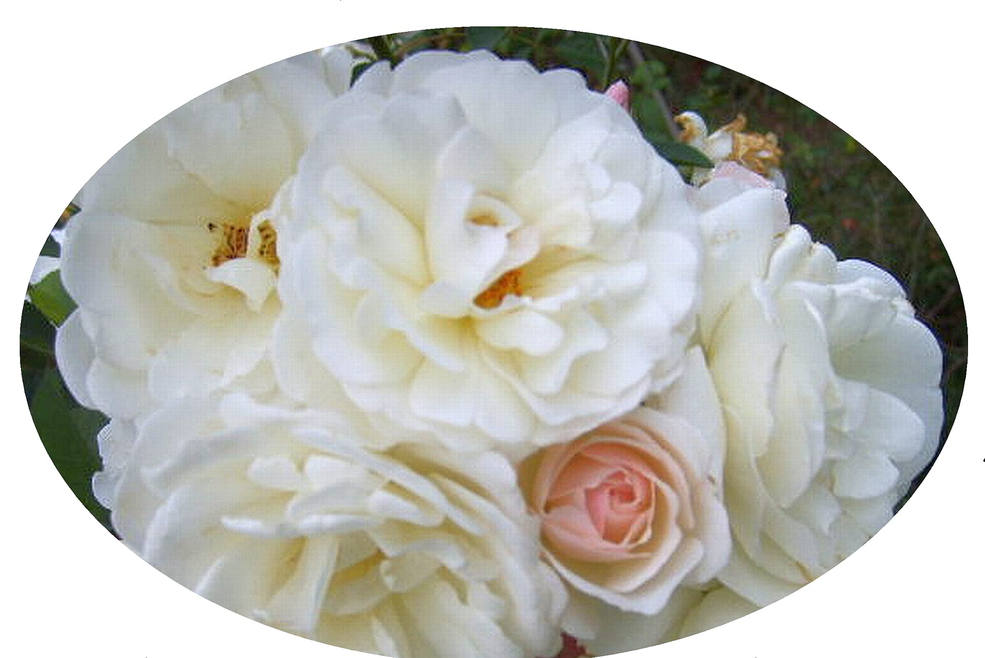 Amazon.com : Prom Queen Climbing Rose - Antique Heirloom Rosa