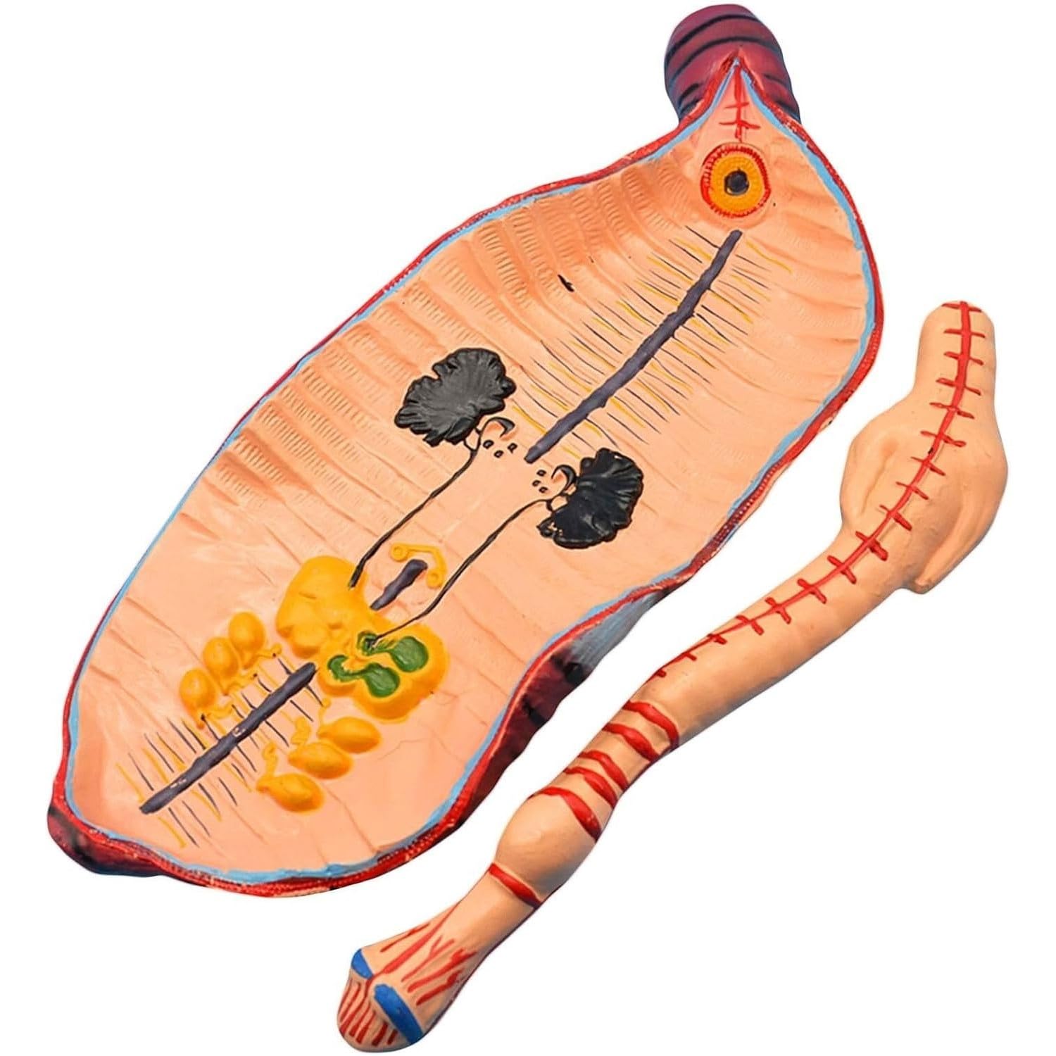 Modelo de anatomía de lombriz de Tierra, Modelo anatómico de invertebrados anélidos, Modelo Educativo for niños, Herramienta for Escuela de Medicina