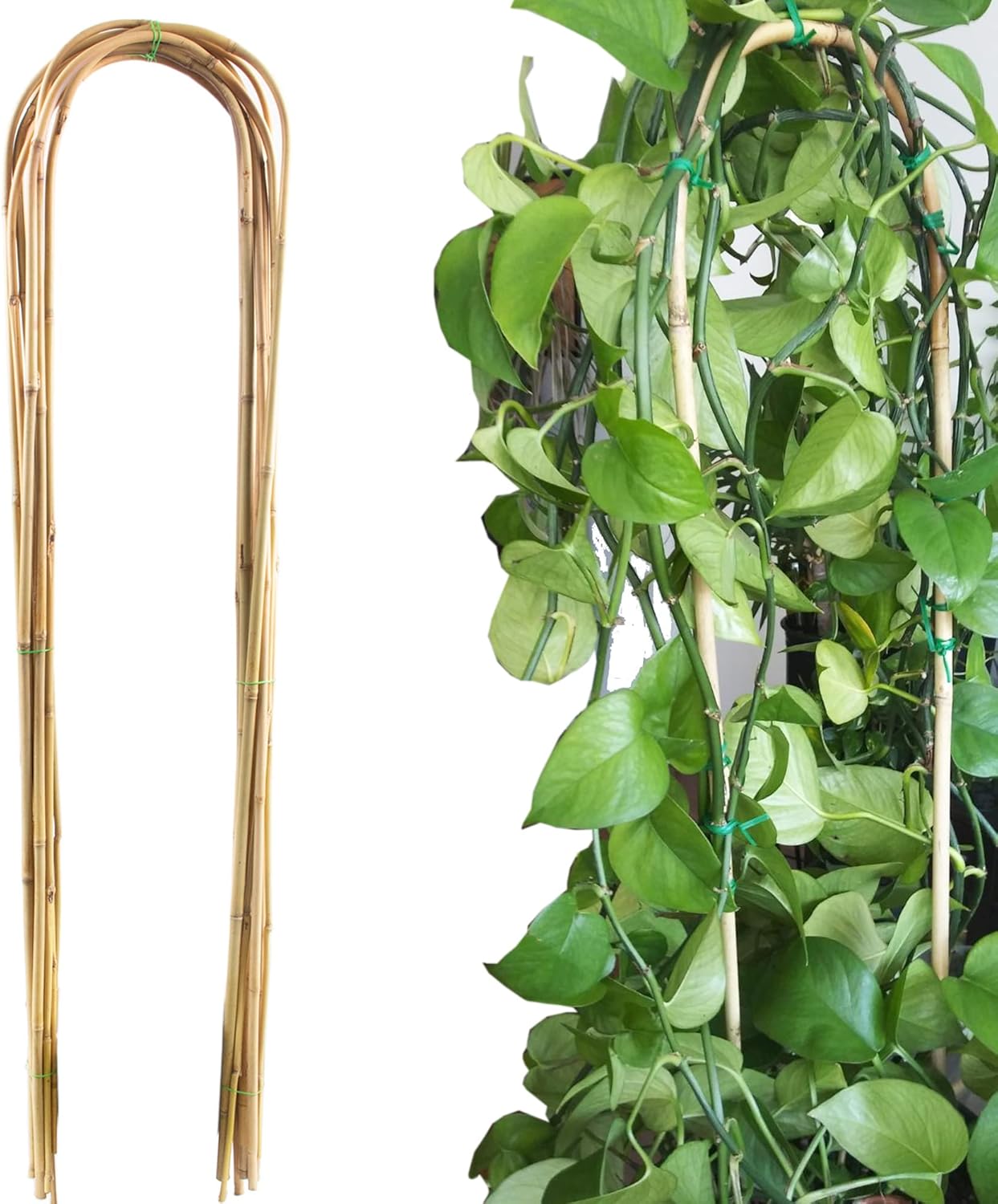 Avalution 10 Pcs Natural UHoops Bamboo Garden Trellis, 4
