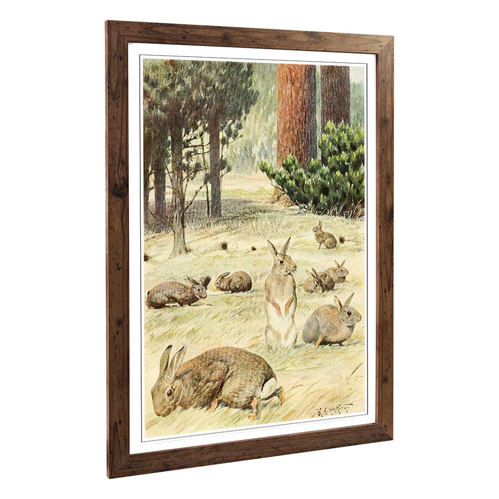 Big Box Art Framed Print of Vintage Karl Ludwig Hartig Wild Rabbits Design | Wall Art Picture | Home Decor for Kitchen, Living Room, Bedroom, Hallway, Walnut, A2 / 24.5x18 Inch / 62x45cm