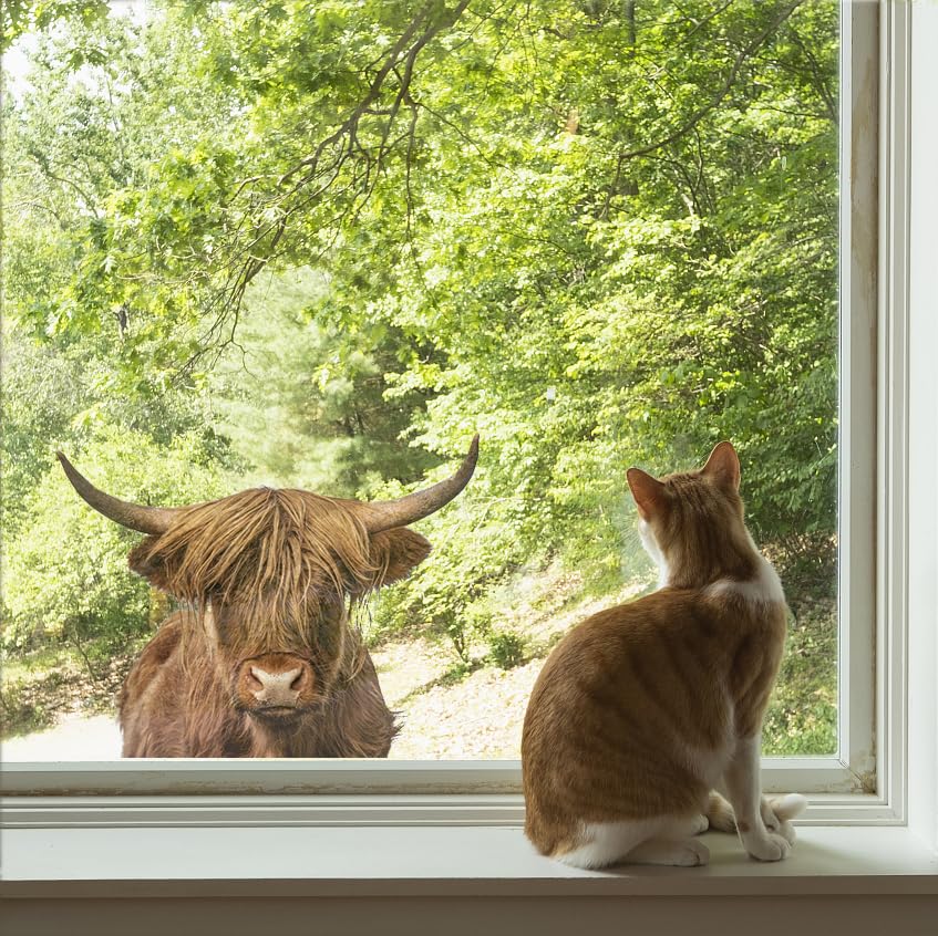 Autocollant mural vache des Highlands stickers rustiques