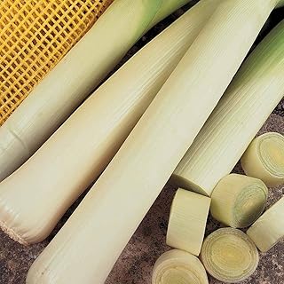 Leek 'Autumn Giant 2 - Argenta' Seeds Hardy Biennial Vegetable Garden Plants Easy to Grow Your Own 1 Packet of 150 Seeds by Thompson and Morgan
