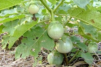 Thai Eggplant Seeds "Petch Siam"200 Vegetable SEEDS, Heirloom From Thailand !