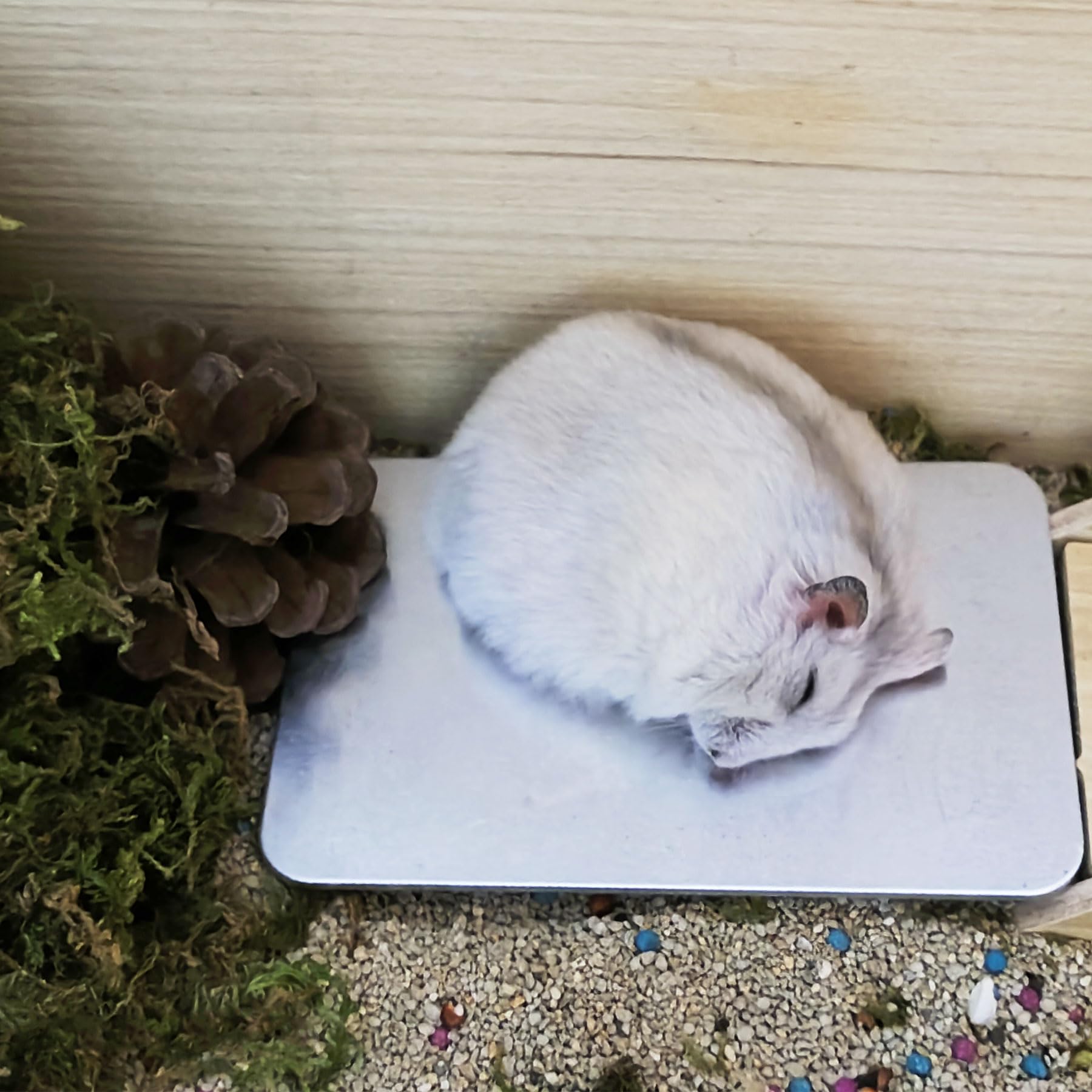 Płytka chłodząca dla chomika 12 cm x 8 cm, niezbędny dodatek do letniej klatki dla chomika