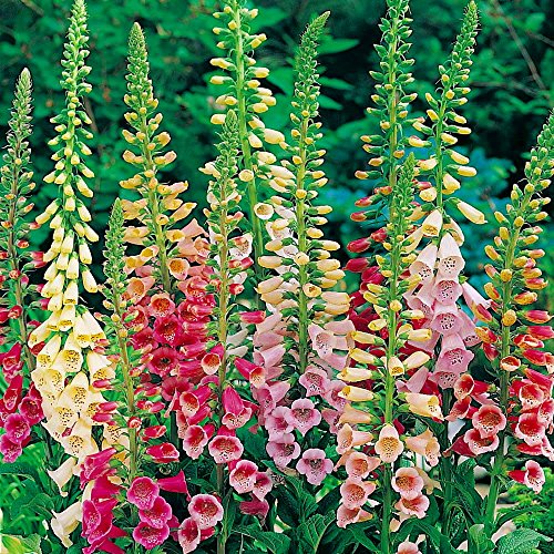 Foxglove Excelsior Hybrid Mix 100 Seeds-Digitalis