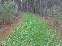 Vista 7 de Whitetail Institute Imperial semillas de trébol para alimento “No-Plow