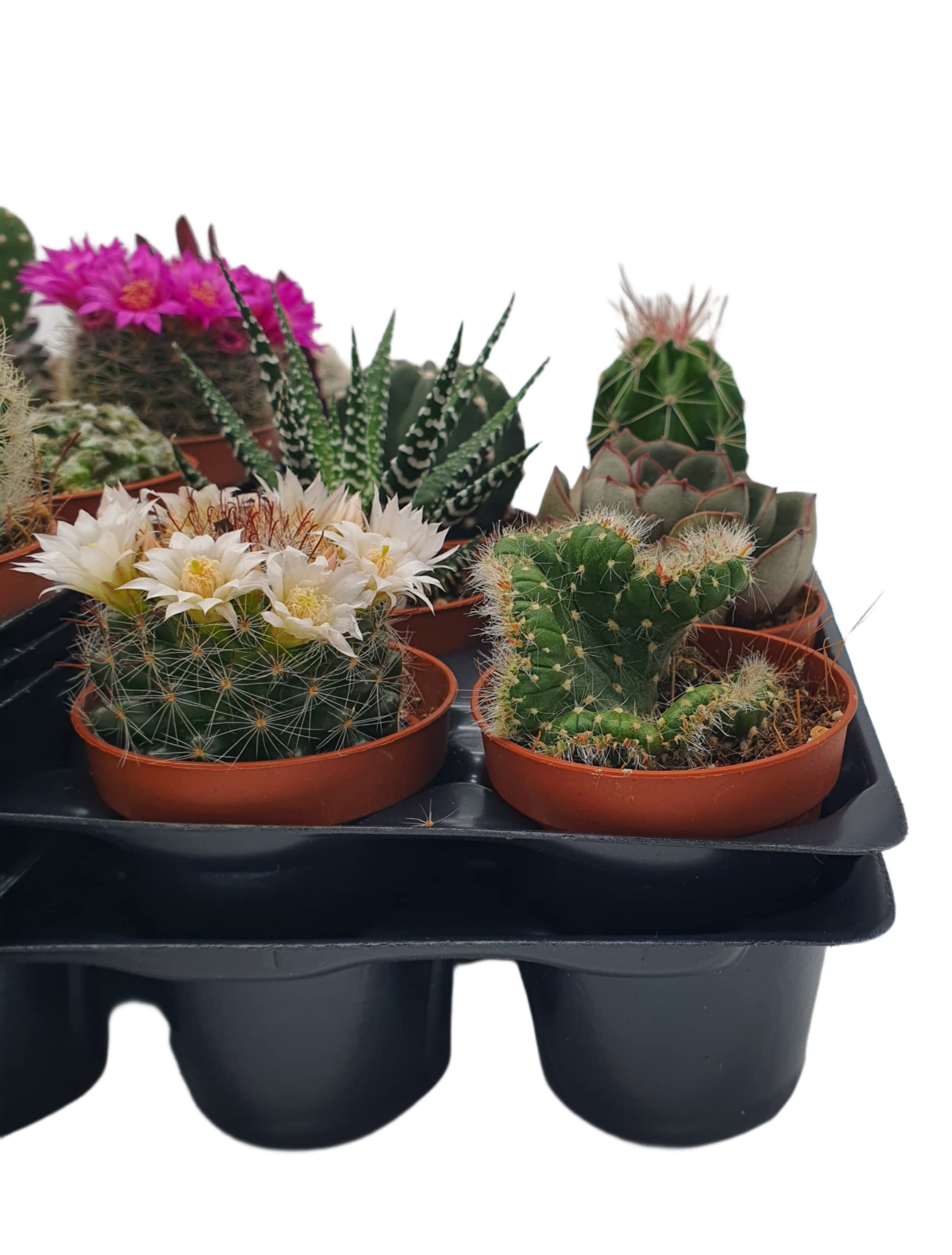 Box 30 Piante Grasse Vere Assortite in Vaso diametro 5,5 Collezione Mista di Succulente e Cactus