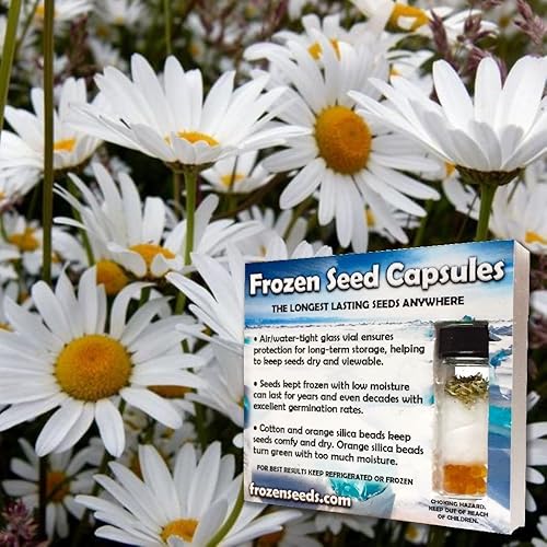 Semillas de ox-eye Daisy (Leucanthemum) 100+ semillas de flor medicinales, diseño de crisantemo en Frozen Cápsulas de Semillas para el jardinero &