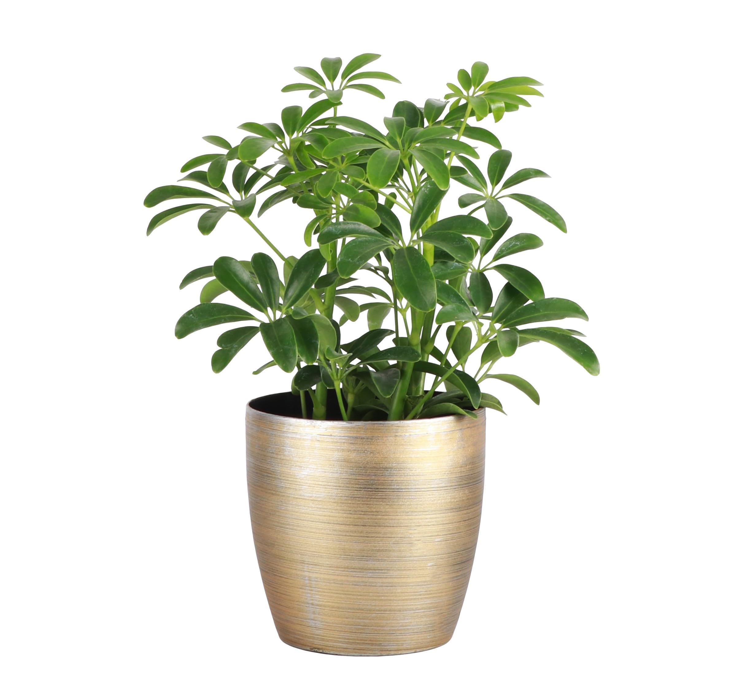 Thorsens Schefflera Gold
