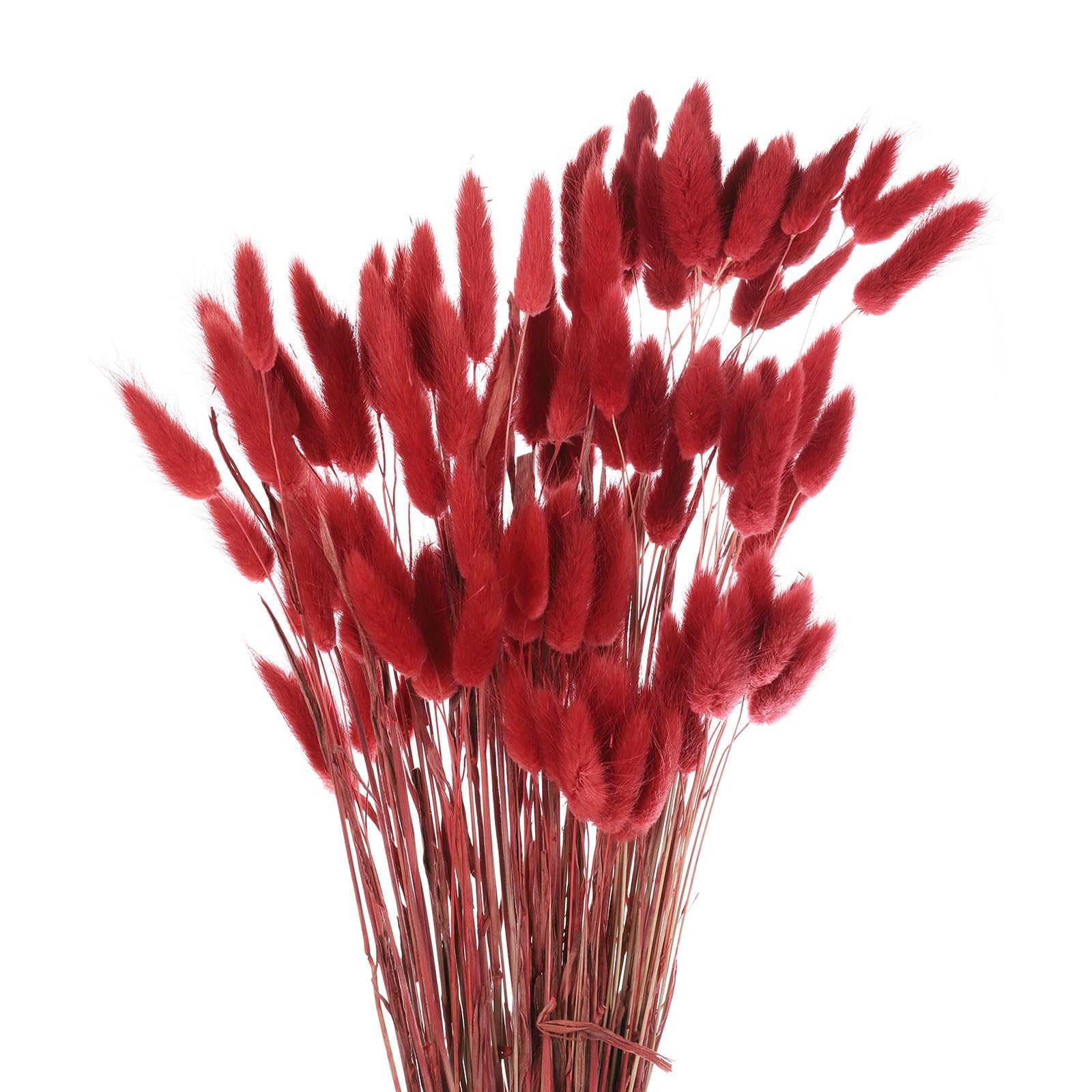 Queues de lapin naturelles séchées rouge 120 pièces mini herbe de pampa 60cm