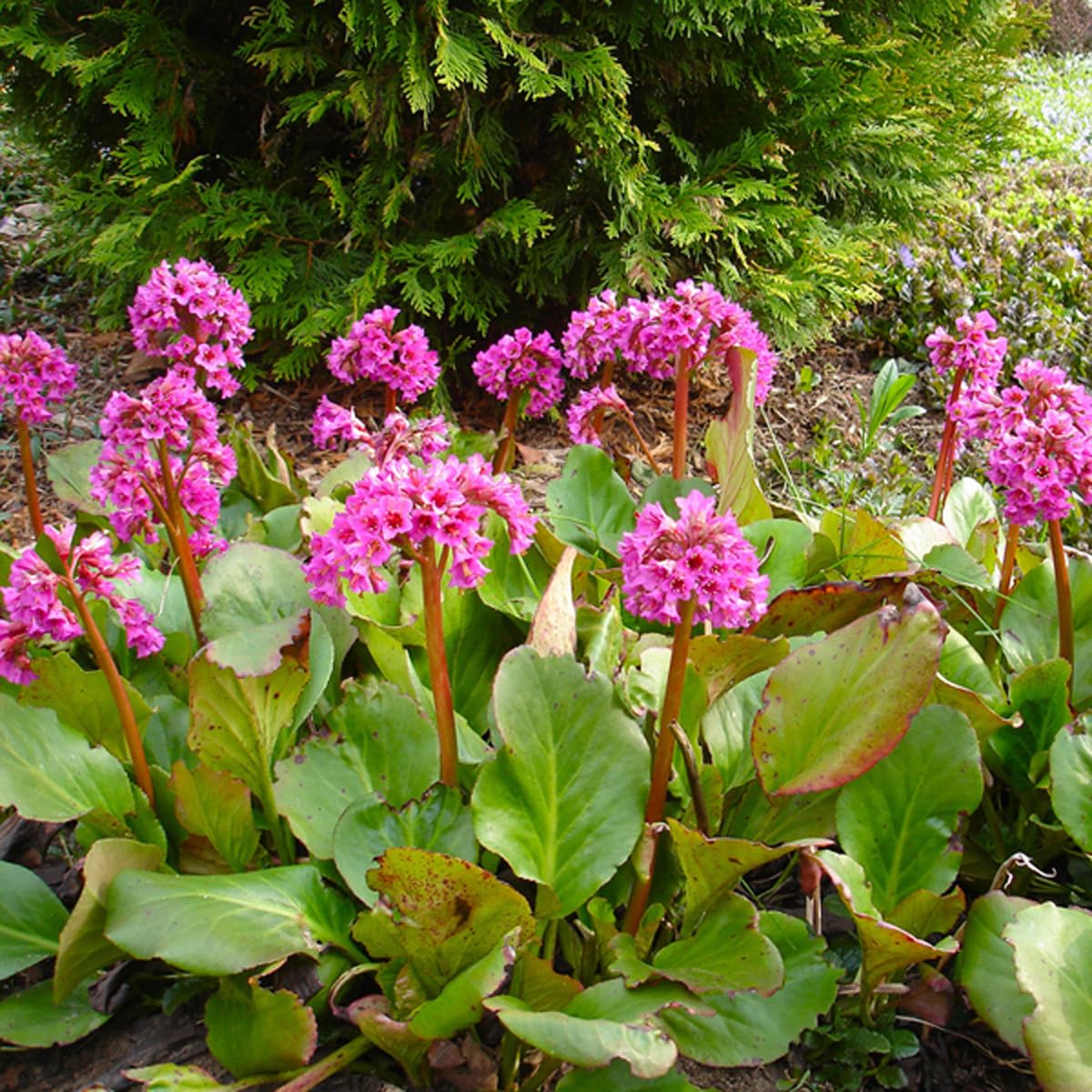 6 x Bergenia Cordifolia - Perenni Vaso 9cm x 9cm