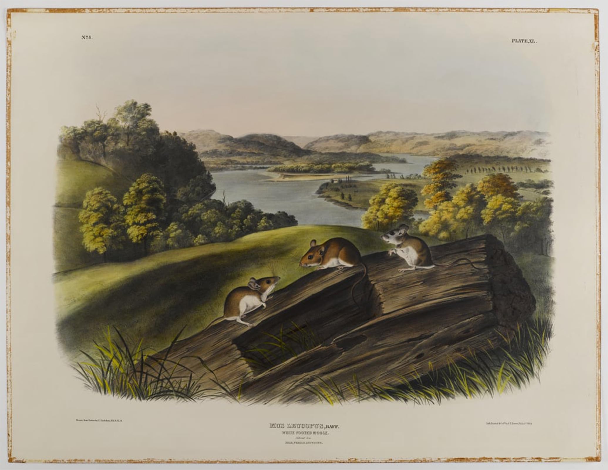 ARTXLXXBN Famous Print Painting Colorful Art Print White footed Mouse by John Jamess Audubon Canvas Art Decorations for Home Decor 60x90cm