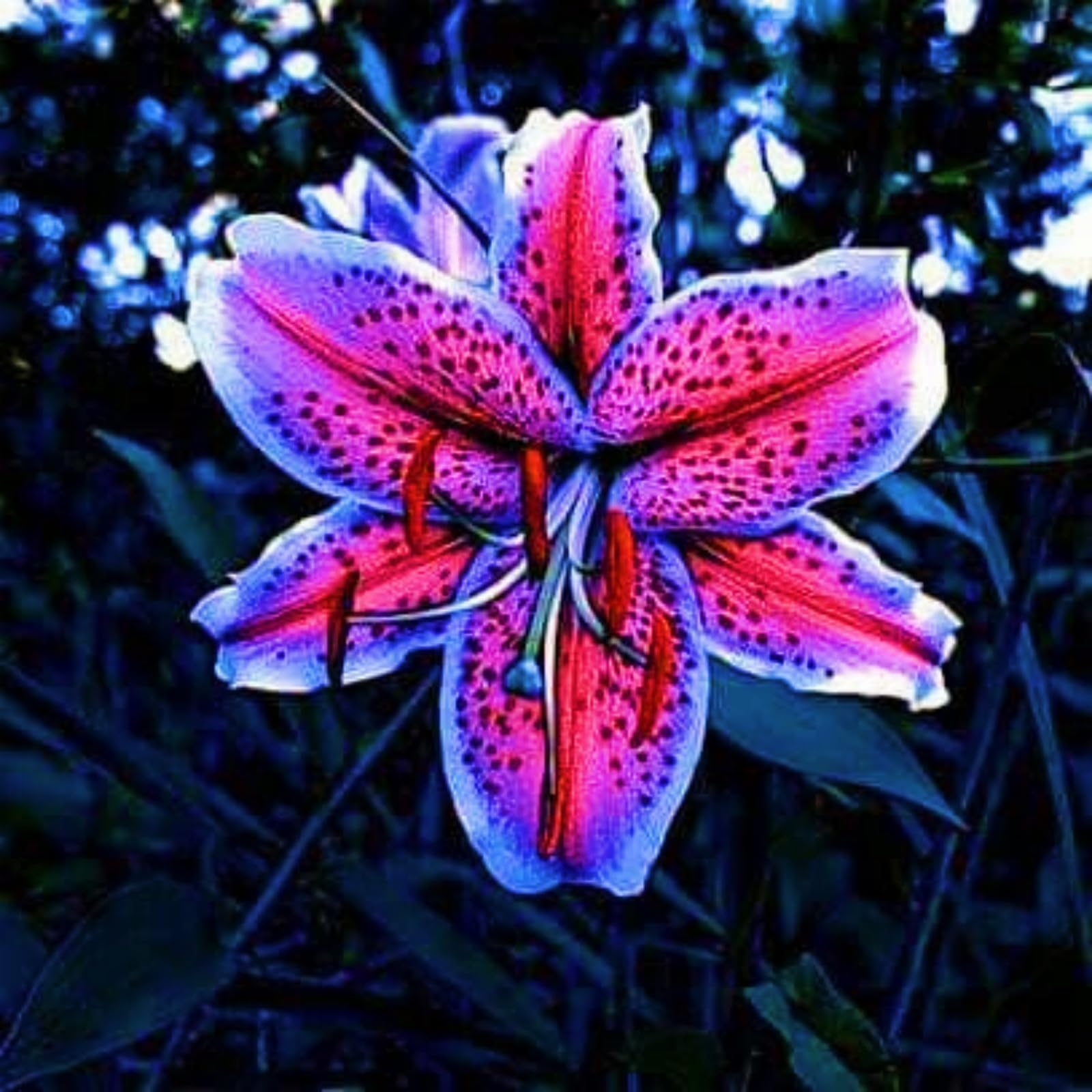 Tiger Lily Bulbs Mystery Lily Bulbs Gift Set - 2 Hardy Perennial Bulbs For  Garden, Balcony Pots, Ornamental Green Leaf Species Perennial Flower Bulbs