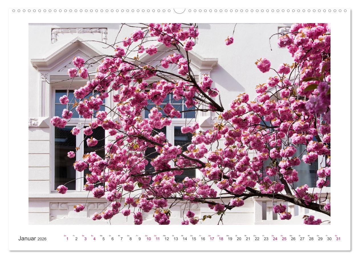 Japanische Kirschblüte in Bonn (hochwertiger Premium Wandkalender 2026 DIN A2 quer), Kunstdruck in Hochglanz: Die Altstadt erstrahlt in Pink und Rosa (CALVENDO Orte)