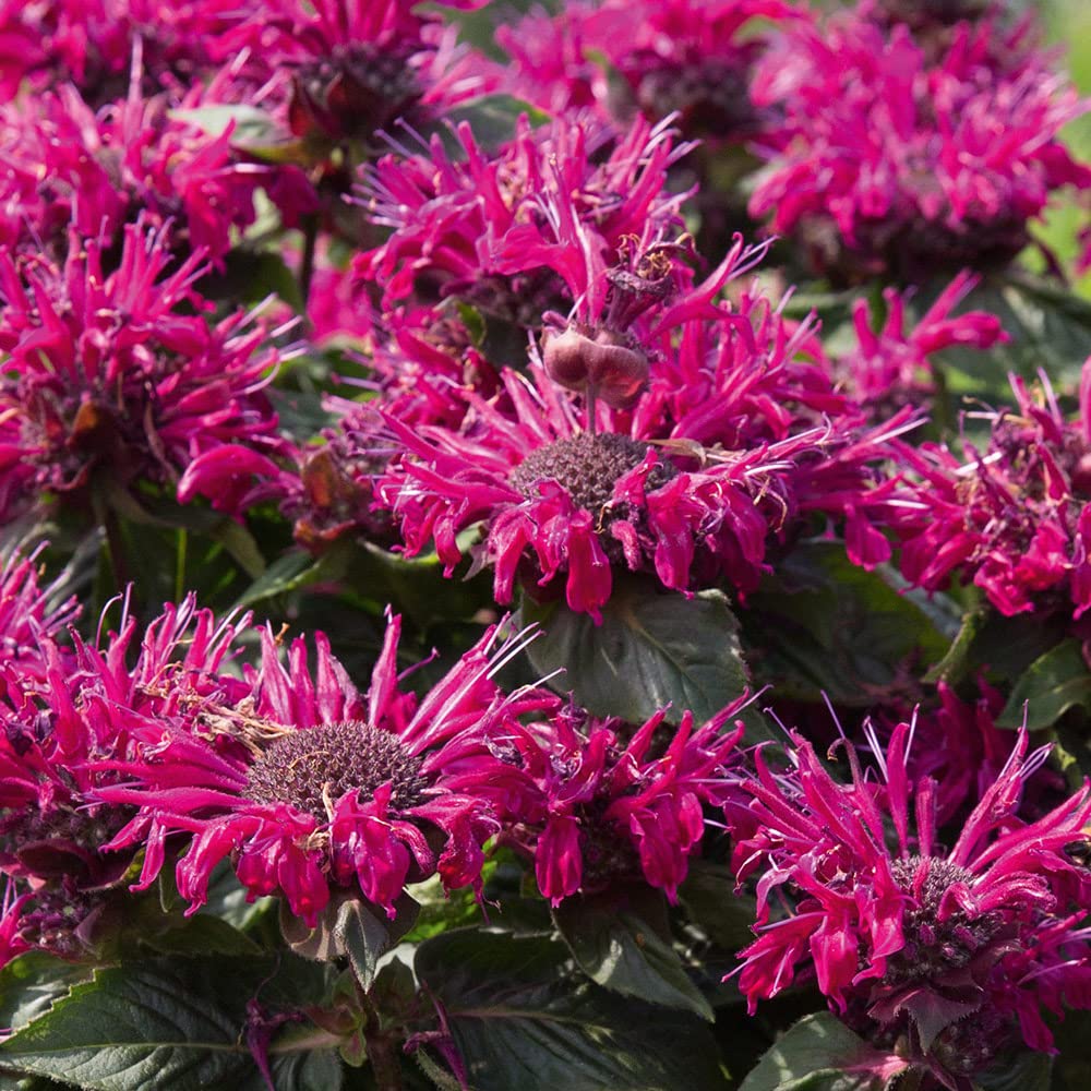 Bedwen Monarda 'Melua Burgundy' Plug Plant x3 – Bergamot Bee Balm Purple-Red Flowering Perennial for Pollinator-Friendly Gardens & Herbaceous Borders