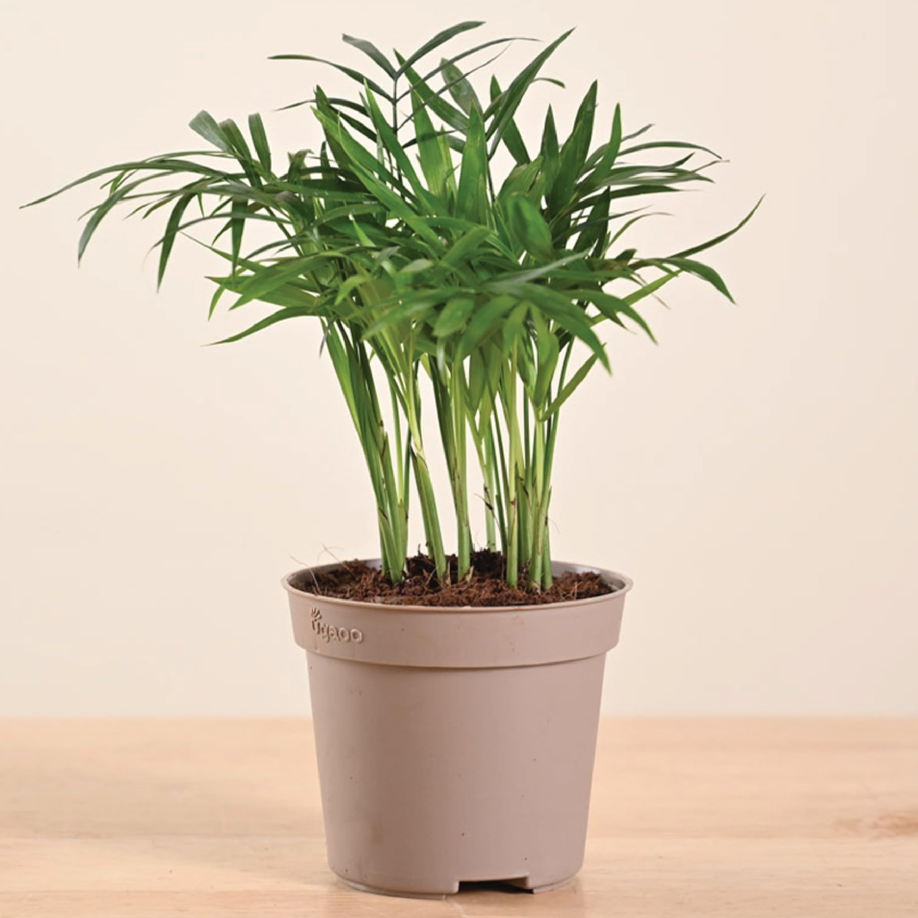 Ugaoo Air Purifying Bamboo Palm Live Plant With Grow Pot