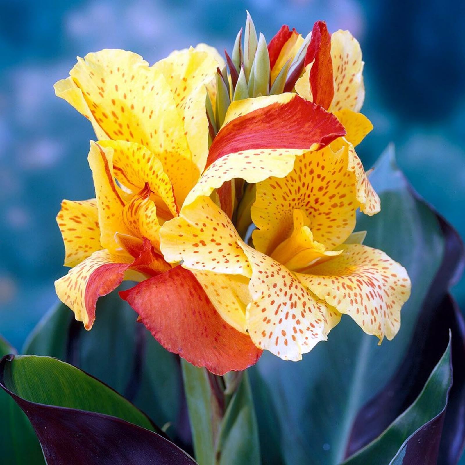 Rare Canna Lily for Planting UK, Hardy Perennial, Excellent Display, Mix Greening Flower, Natural Organic, Wedding, Balcony Garden-1 Bulbs-G